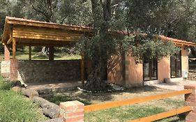 Olive Paradise